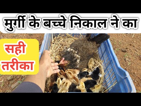 desi murgi ke bacho ko nikaal ne ka sahi tarika 2025