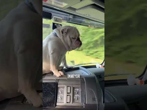 Arabalarda Sallanan Oyuncak Köpeğin Gerçeği