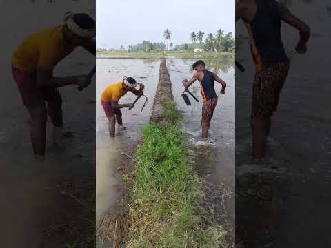 పోలాంలో #చింగావ్ వేస్తున్న రైతులు #farmingshort ...👍