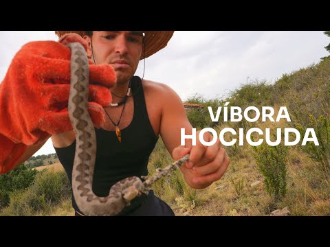 SOLO en la Montaña Cazando VÍBORAS Ep3, VÍBORA HOCICUDA