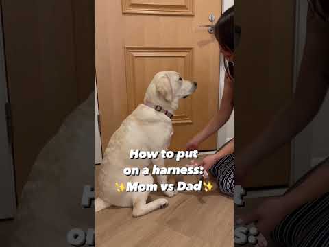 Mom vs. Dad🤣 how to put on a dog harness