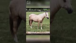 Razas Mexicanas “El Galiceño” #caballos #horses #RazasDeCaballos