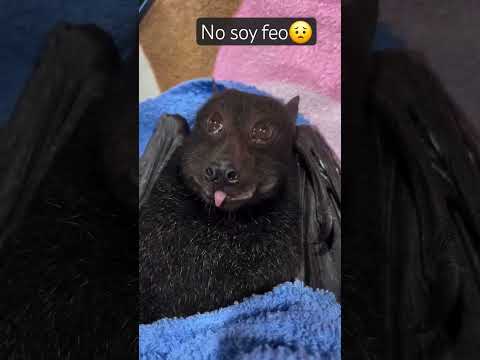 #cat #petsfofinhos #cute #pets #animals #biologia #murciélago #petlover #petsupplies #petlovers