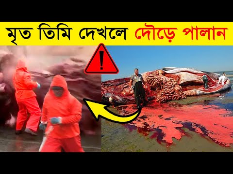 জীবিতের চেয়ে মৃত তিমি কেন বেশি বিপজ্জনক হয় ? কারণ জানলে চমকে যাবেন | Why Dead Whales Dangerous