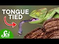 Animal Tongue Adaptations and Functions