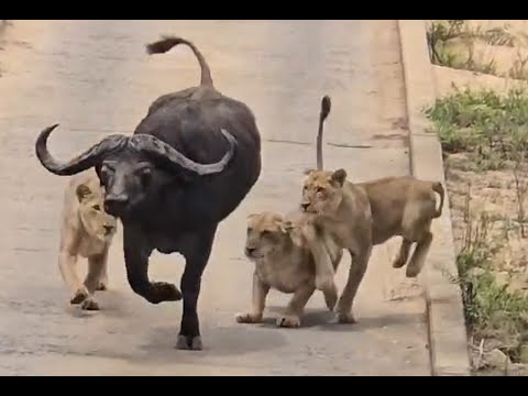 Warning sensitive content❗️ LIONS Catching Buffalo  - 4 Lioness took down a Buffalo Kruger Park