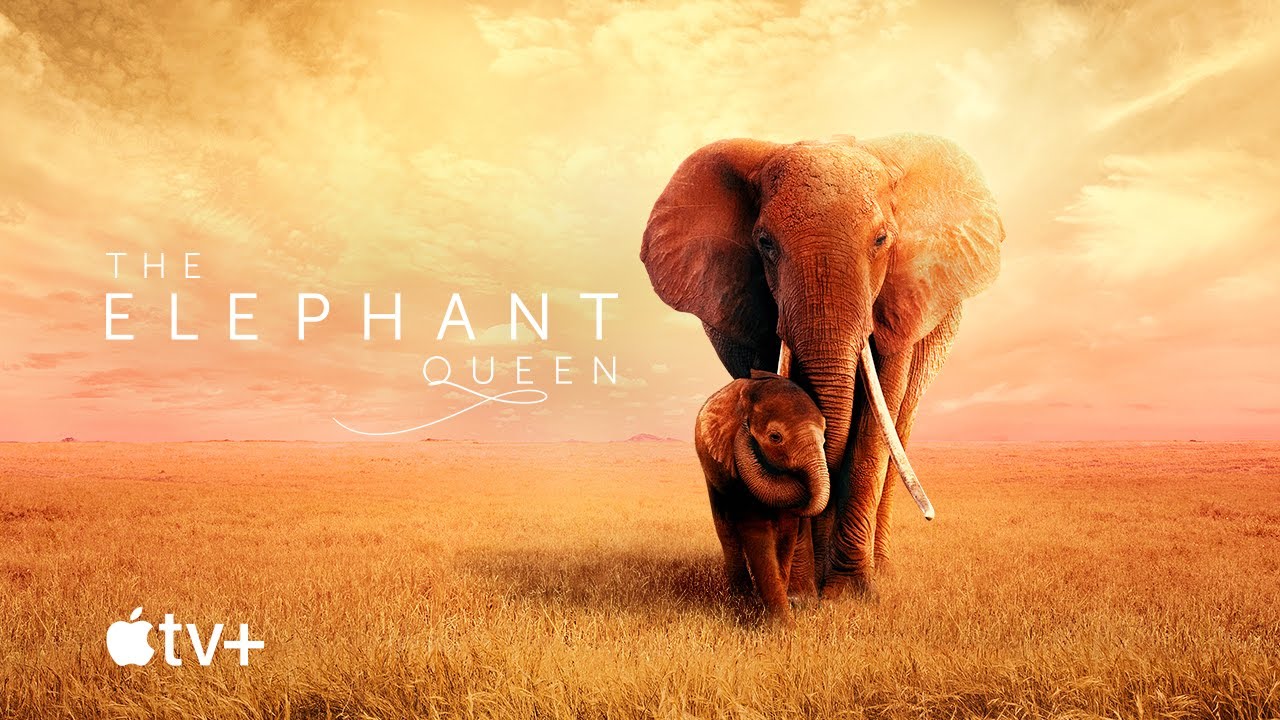 The Elephant Queen Trailerin pikkukuva