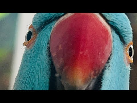 Kiwi The Blue Chicken is happy & live!