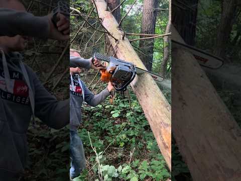 Short 05 #wood #woodworking #cuttingskills #forest #tree #bushcraft #chainsaw