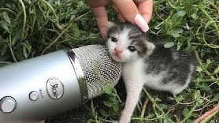 What Happens When You Put a Mic Near Kittens?
