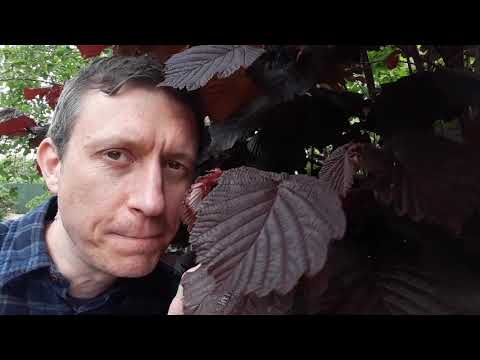 Richards video