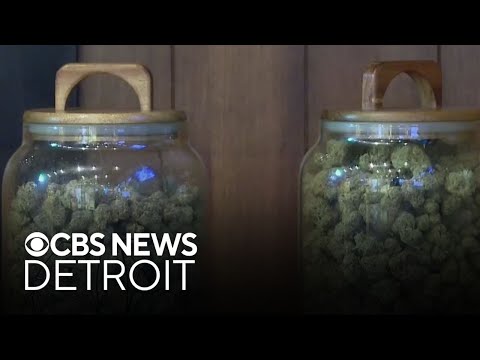 YouTube video thumbnail: Cannabis Company Announces Plans to Leave Michigan Market