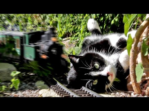 Katze vs. Gartenbahn IV