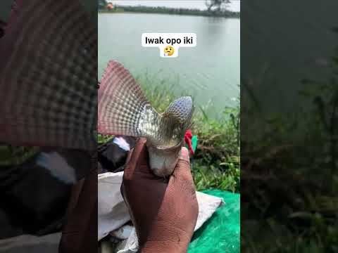 Ini ikan apa luur aga anehh #shortvideo #fishing #mancing #funnyshorts #viralvideo #aneh