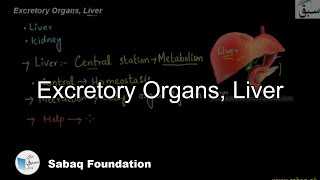 Excretory Organs, Liver