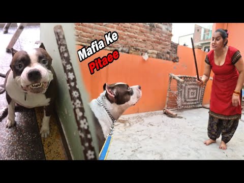 Mafia ke Mummy Ne Kare Dande Se Pitaee 😱 | My Pitbull Dog VS  Mom | Mafia The Pitbull