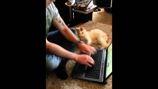 Evil Keyboard Cat