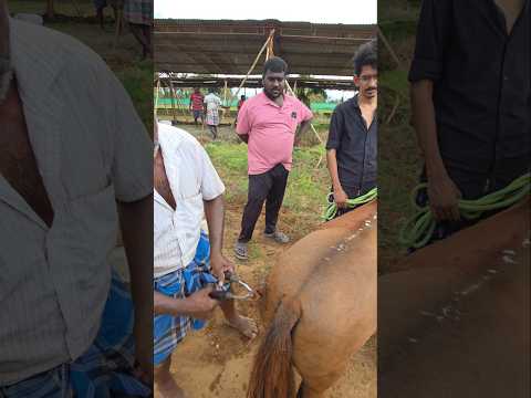 குதிரைக்கு முடி வெட்டும் காட்சி..அந்தியூர் சந்தை..#village #reels #anthiyur