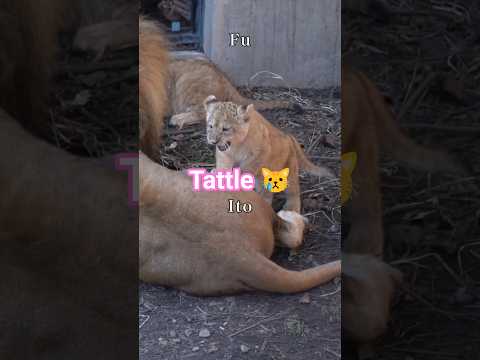 「またママに言いつけちゃう!」😿旭山動物園ライオンファミリー🦁Tattling to Mama.🐱#shorts #lion #baby