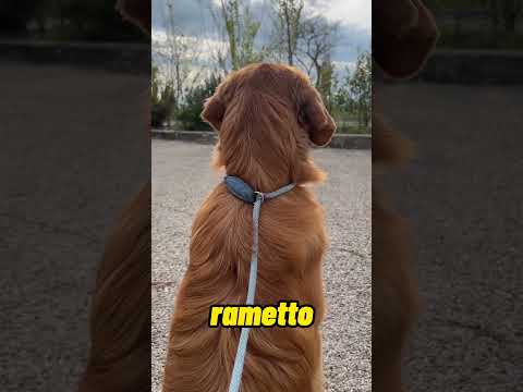 La mia cucciola mi porta a passeggio! #shorts