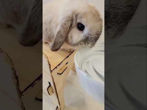 토끼는 물 마시면 죽나요??  #うさぎ #bunny