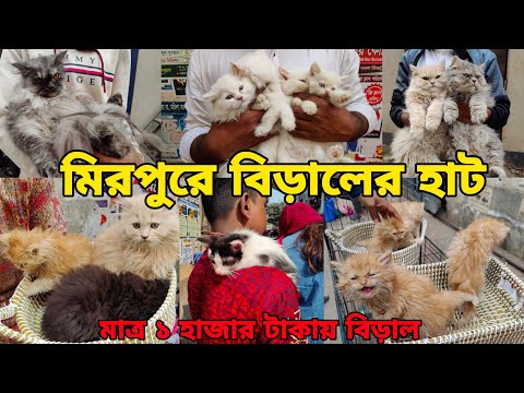 মিরপুর ১ বিড়ালের হাট_Persian,Mixed breed cat_Biraler dam 2025_persian kitten, bengal cat