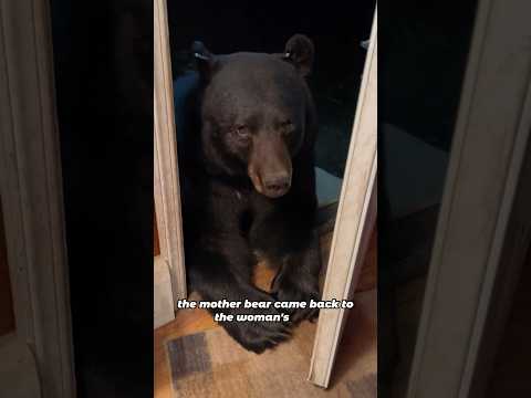 The Bond Between the Bear and the Woman#shorts #animals #bear #friendship #cute