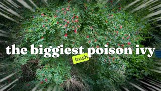 WE Found The Biggest Poison Ivy Bush In Our Back Yard