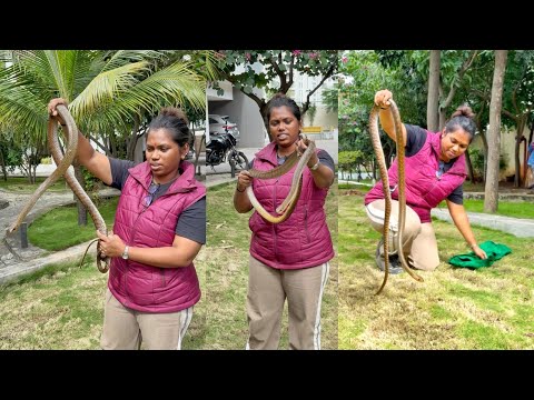 🐍गार्डन मध्ये निवांत लपून बसलेला भला मोठ्ठा साप😳