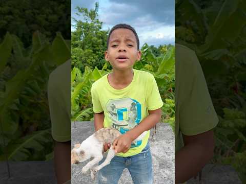 Un ángel salvó a este cachorro… segundos antes de la tragedia 🐶🙏