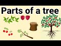 Parts of a Tree