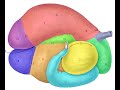 Ruminant Stomach Anatomy and Functions