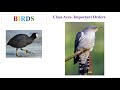 Bird Orders and Their Characteristics