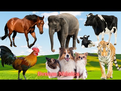 Farm & Wild Animal Sounds: Elephant, Horse, Cow, Rooster, Cat, Dog - Animal Videos