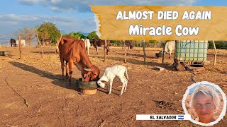 She Almost Died 3 Times.... But This Baby Cow Refused to Give Up 🐮♥️ 1Month Update. 