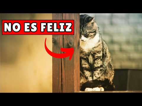 10 HÁBITOS de los gatos INFELICES - (NO LOS IGNORES)