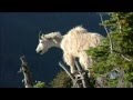 Ecology and Adaptations Assessment