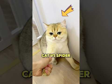 Why you should never let your cat catch a spider
