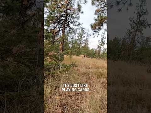 Glass Instead of Bugling If You Can #elkhunting #pursuitwithcliff
