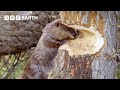 Beaver Behavior and Ecology