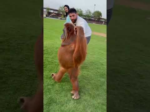 ما تخلي مرتك تنقيلك عروس🤣