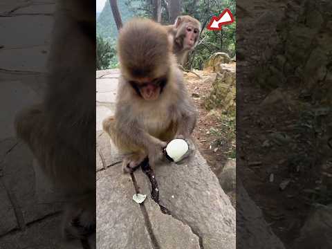 Monkey is very annoying #shorts