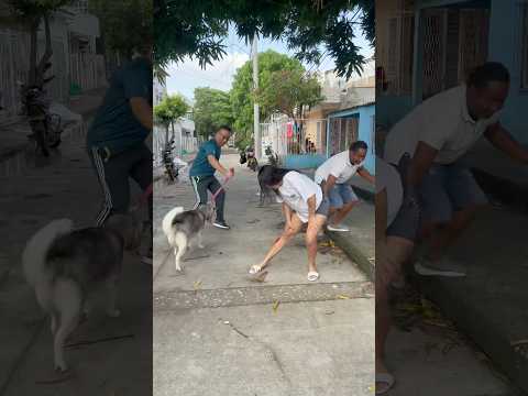 El perro fresa 🍓#viralshort #humor #bromagraciosa #risa #tendencias #bromas