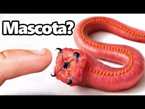 Conseguí un Gusano de Sangre Como Mascota (sí, en serio)
