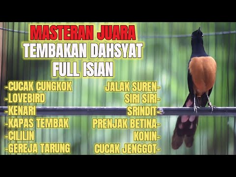 MASTERAN MURAI BATU PASTOL FULL TEMBAKAN MEWAH MATERI LOMBA AMPUH BIKIN MURAI ANDA JADI JUARA