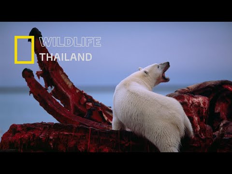 นี่คือเหตุผลว่าทำไมหมีขั้วโลกจึงเป็นสัตว์นักล่าที่อันตรายที่สุดในโลก |สารคดีสัตว์ WILDLIFE