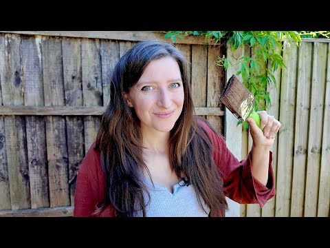 Back Garden Redesign - Let's Get Painting!
