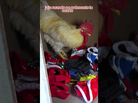 Yo cuando me mandan ordenar mi cuarto #gallos #gallinas #mascotas