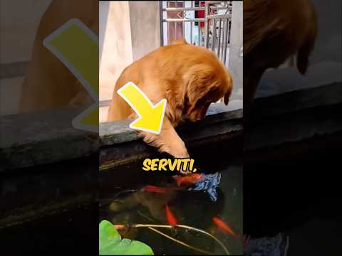 IL CANE FÁ UNA SCOPERTA DAVVERO TRISTE…🥺 #virale #animali