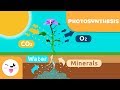 Photosynthesis and Plant Functions